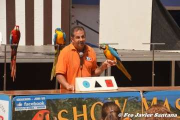 Espectáculo de aves exóticas de Paco Pluma en El Caracol (Foto Francisco Javier Santana)